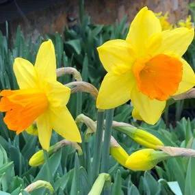 Fortune Daffodil (Narcissus Fortune) Img 5